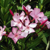 Fiori e piante pericolose: facciamo  attenzione!